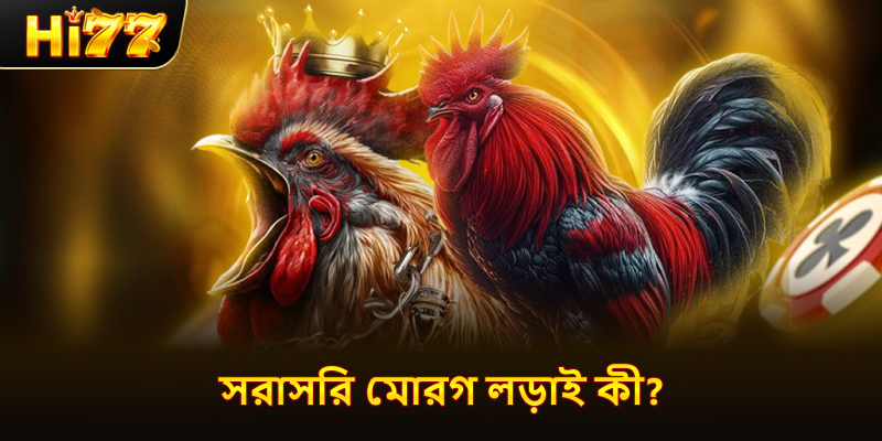 সরাসরি মোরগ লড়াই কী?